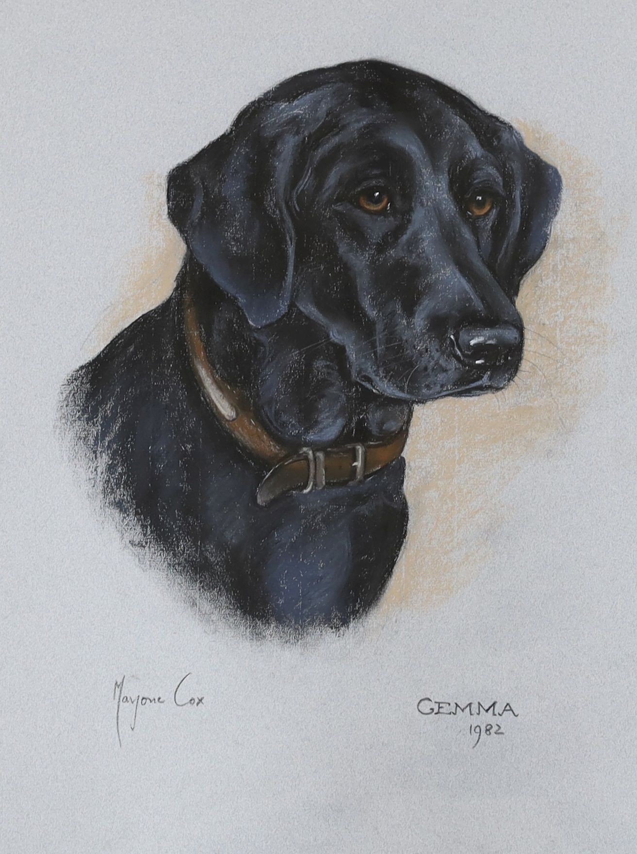 Marjorie Cox (1915-2003), two pastel portraits of dogs, 'Gemma, 1982' a black Labrador Retriever and 'Sheena, 1979' a tan Labrador Retriever, signed and dated 1979/1982, 48 x 43cm